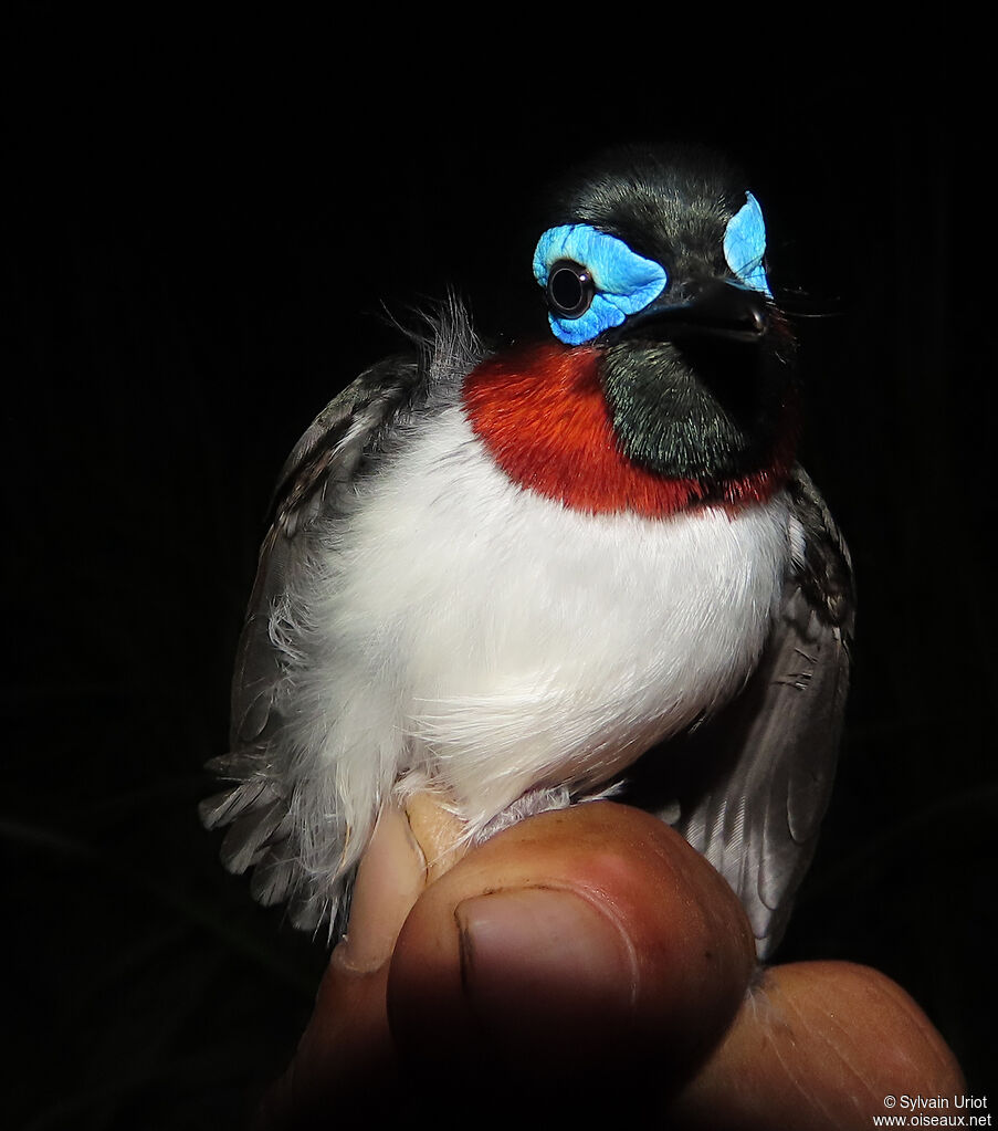 Red-cheeked Wattle-eye male adult
