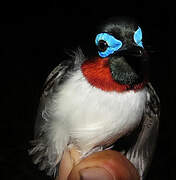 Red-cheeked Wattle-eye