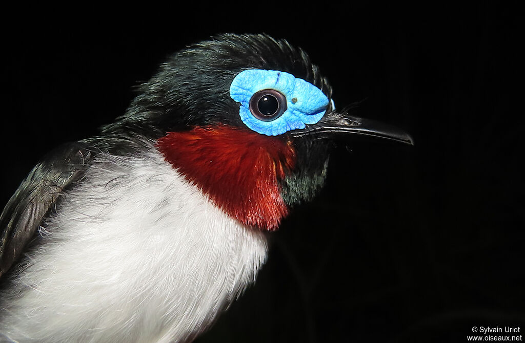 Red-cheeked Wattle-eye male adult