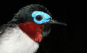 Red-cheeked Wattle-eye