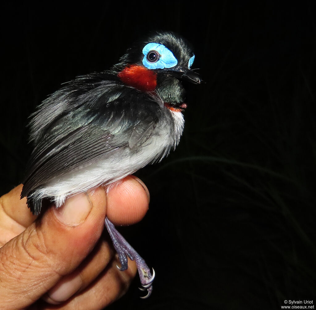Red-cheeked Wattle-eye male adult