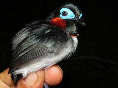 Red-cheeked Wattle-eye