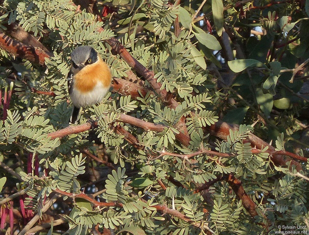 Pririt Batis female adult