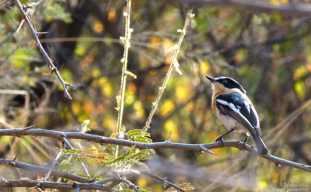 Pririt Batis female adult