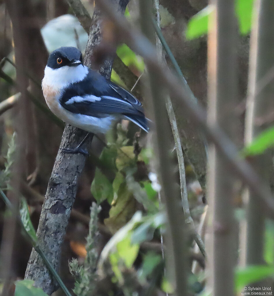 Woodwards' Batis male adult