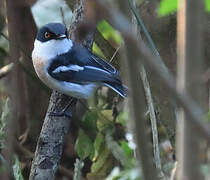 Woodwards' Batis