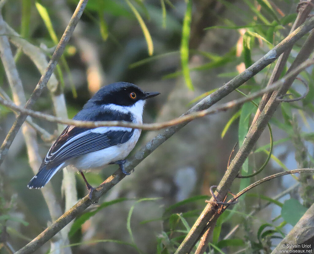 Woodwards' Batis male adult