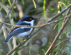 Woodwards' Batis