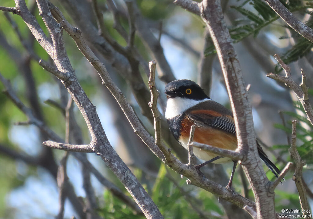 Cape Batis male adult