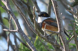 Cape Batis