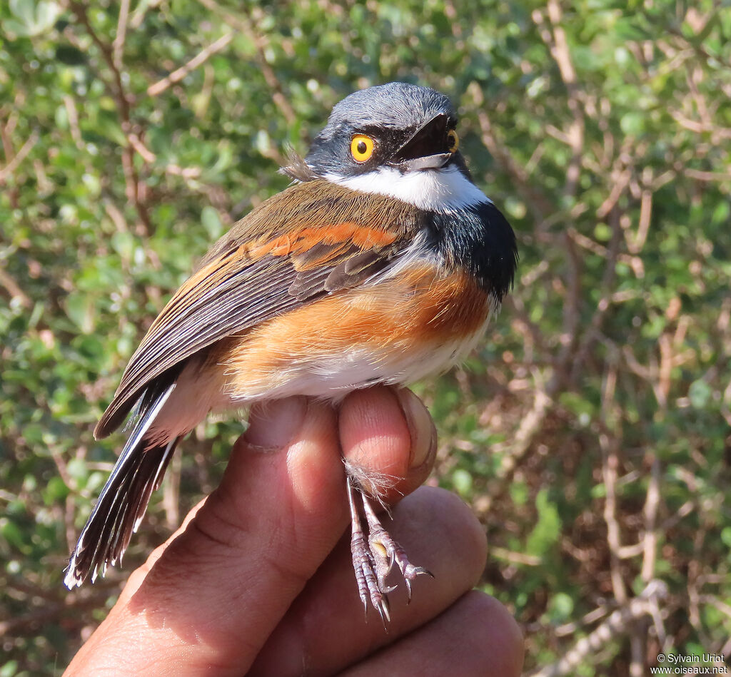 Cape Batis male adult