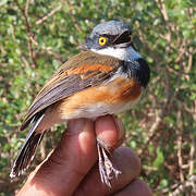 Cape Batis