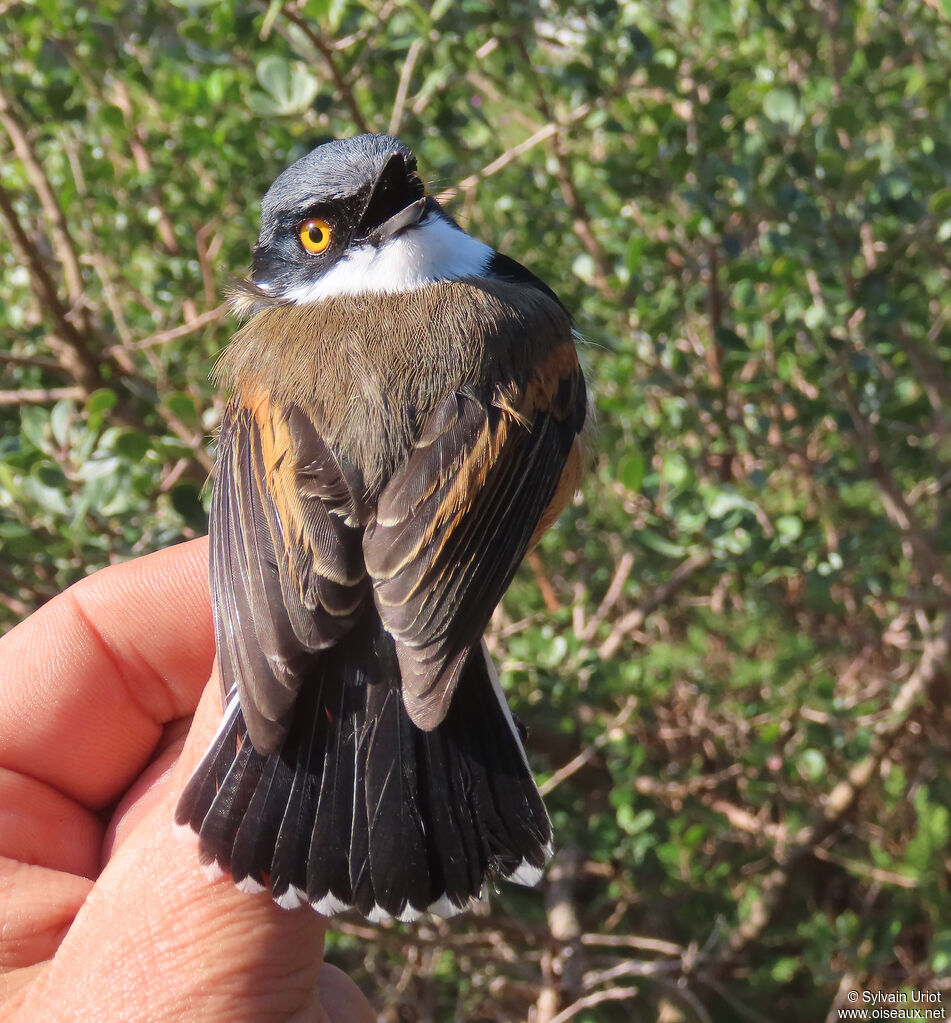 Cape Batis male adult