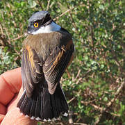 Cape Batis