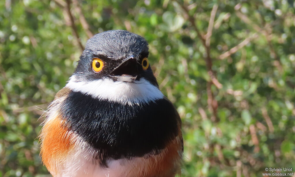 Cape Batis male adult