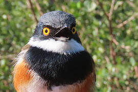 Cape Batis