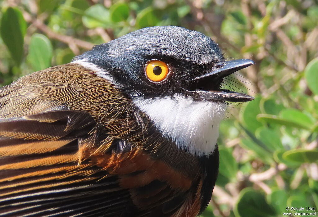 Cape Batis male adult