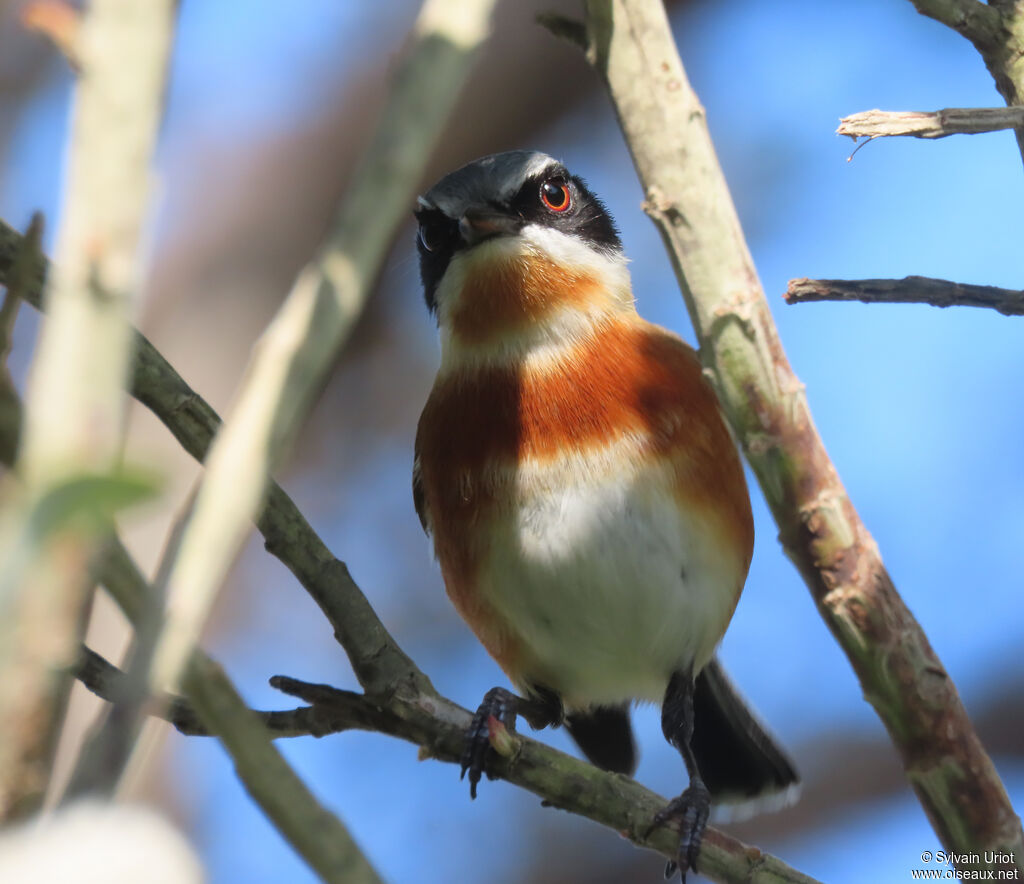 Cape Batis female adult