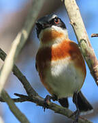 Cape Batis