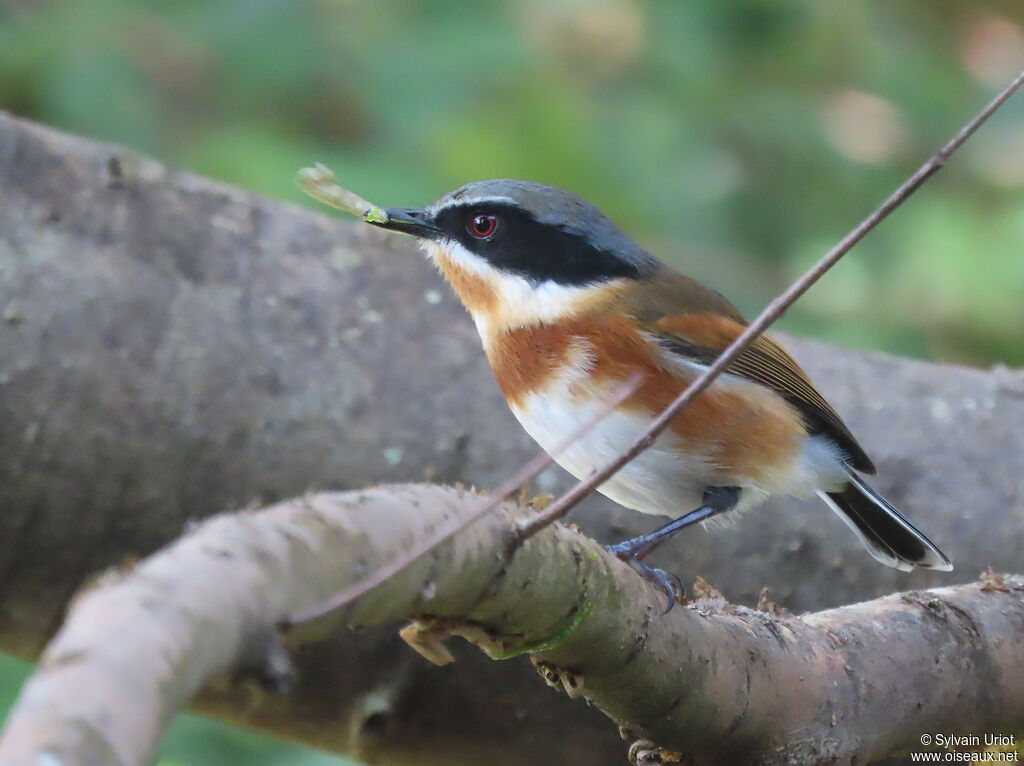 Cape Batis female adult