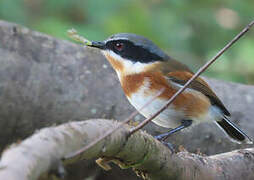 Cape Batis