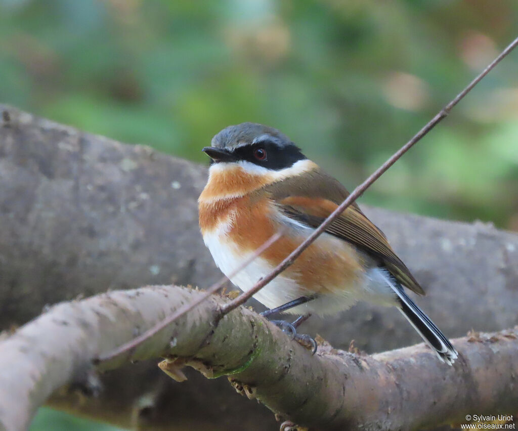 Cape Batis female adult