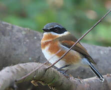 Cape Batis