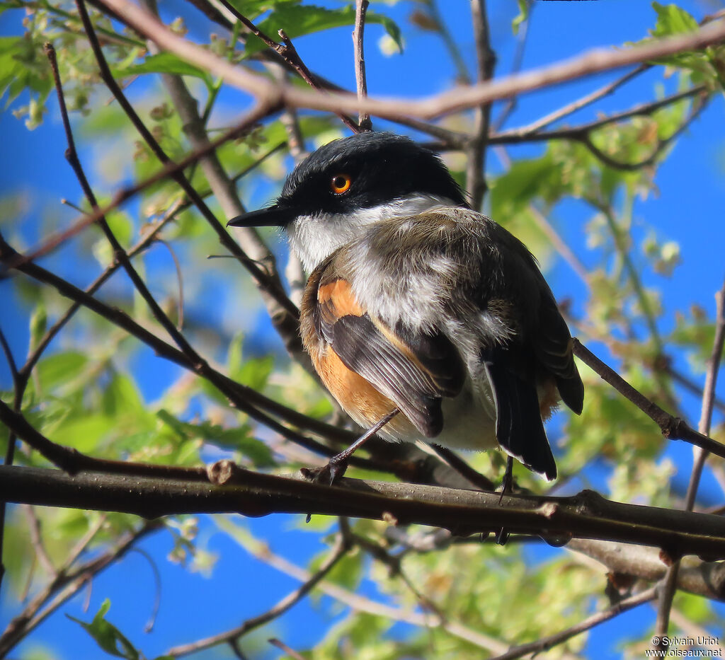 Cape Batis male adult