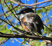 Cape Batis