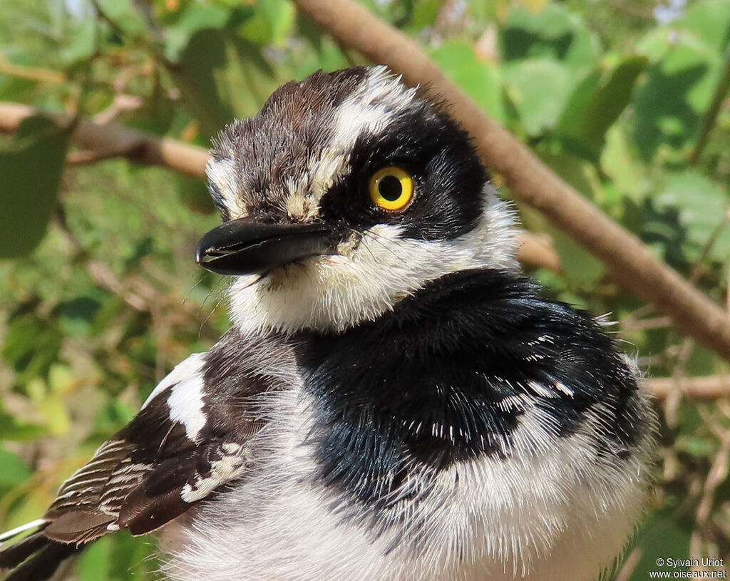 Senegal Batis male adult