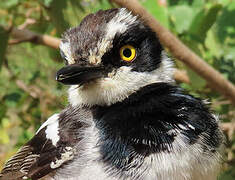 Senegal Batis