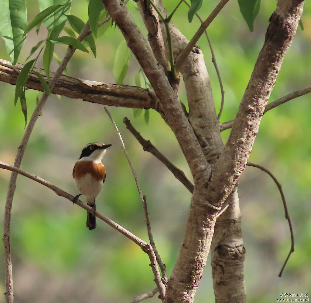 Senegal Batis female adult
