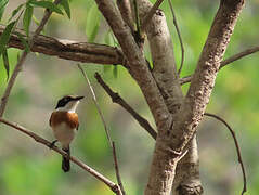 Senegal Batis