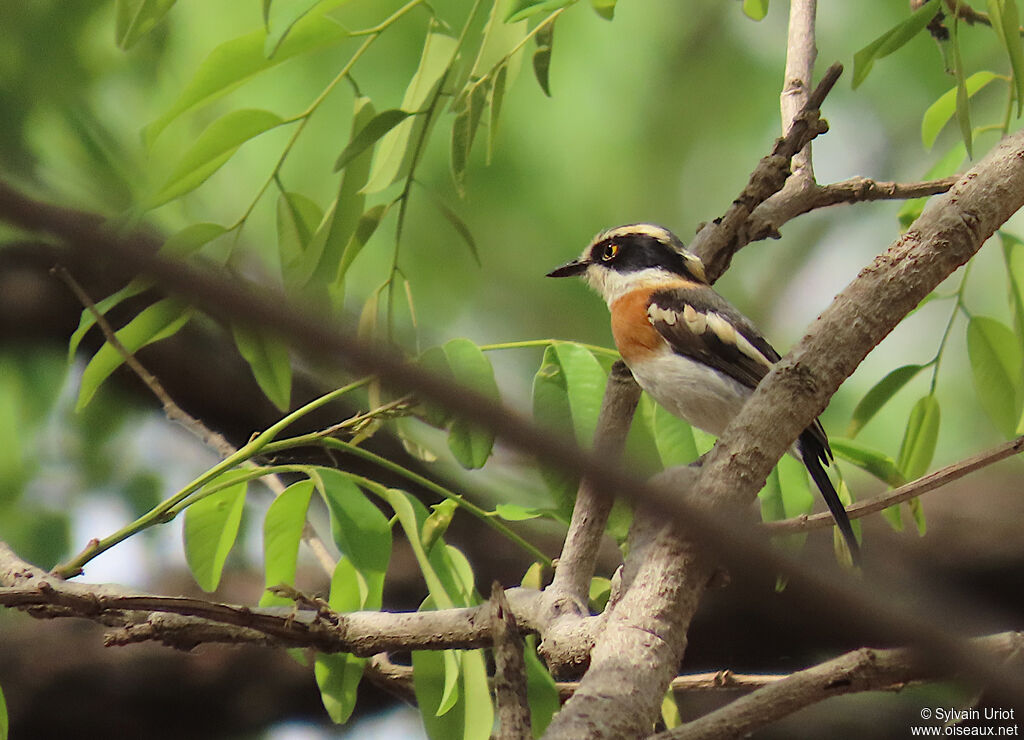 Senegal Batis female adult