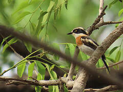 Senegal Batis