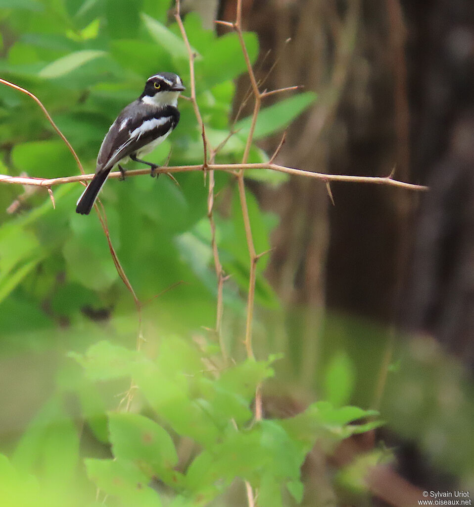 Senegal Batis male adult