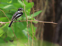 Senegal Batis