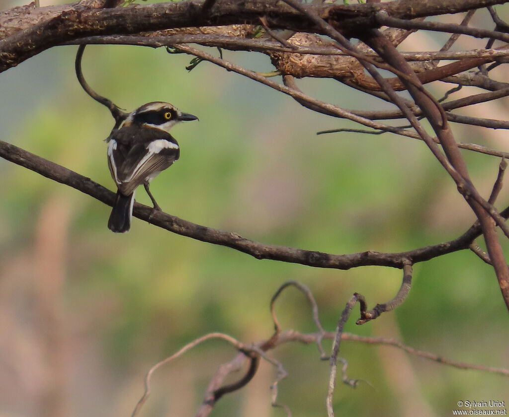 Senegal Batis female adult
