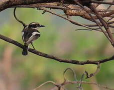 Senegal Batis