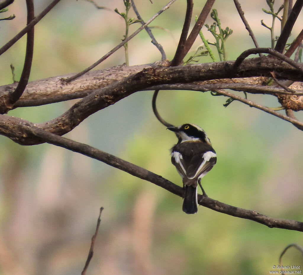 Senegal Batis female adult