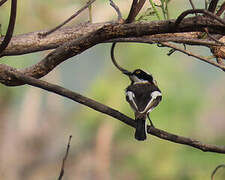 Senegal Batis