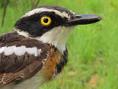 Senegal Batis