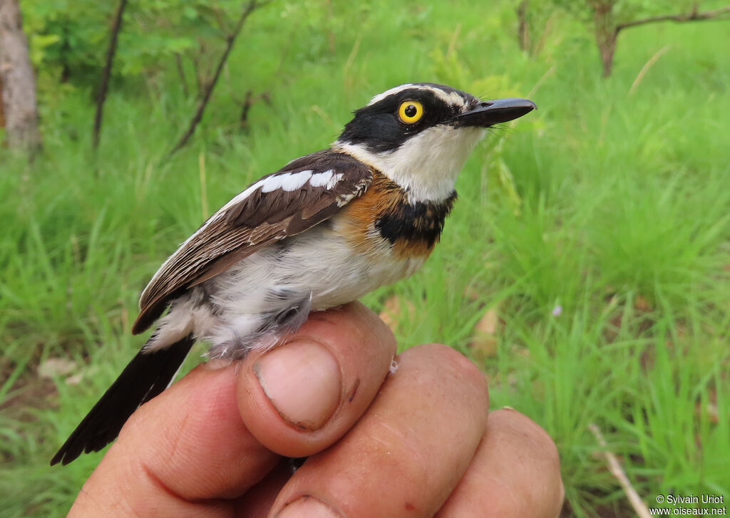 Senegal Batis male immature