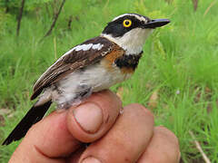 Senegal Batis