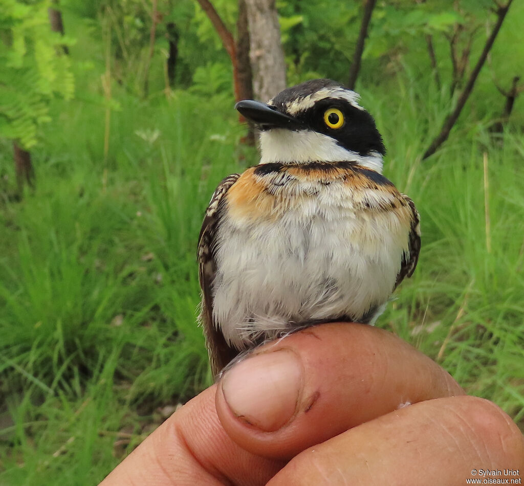 Senegal Batis male immature