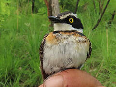 Senegal Batis