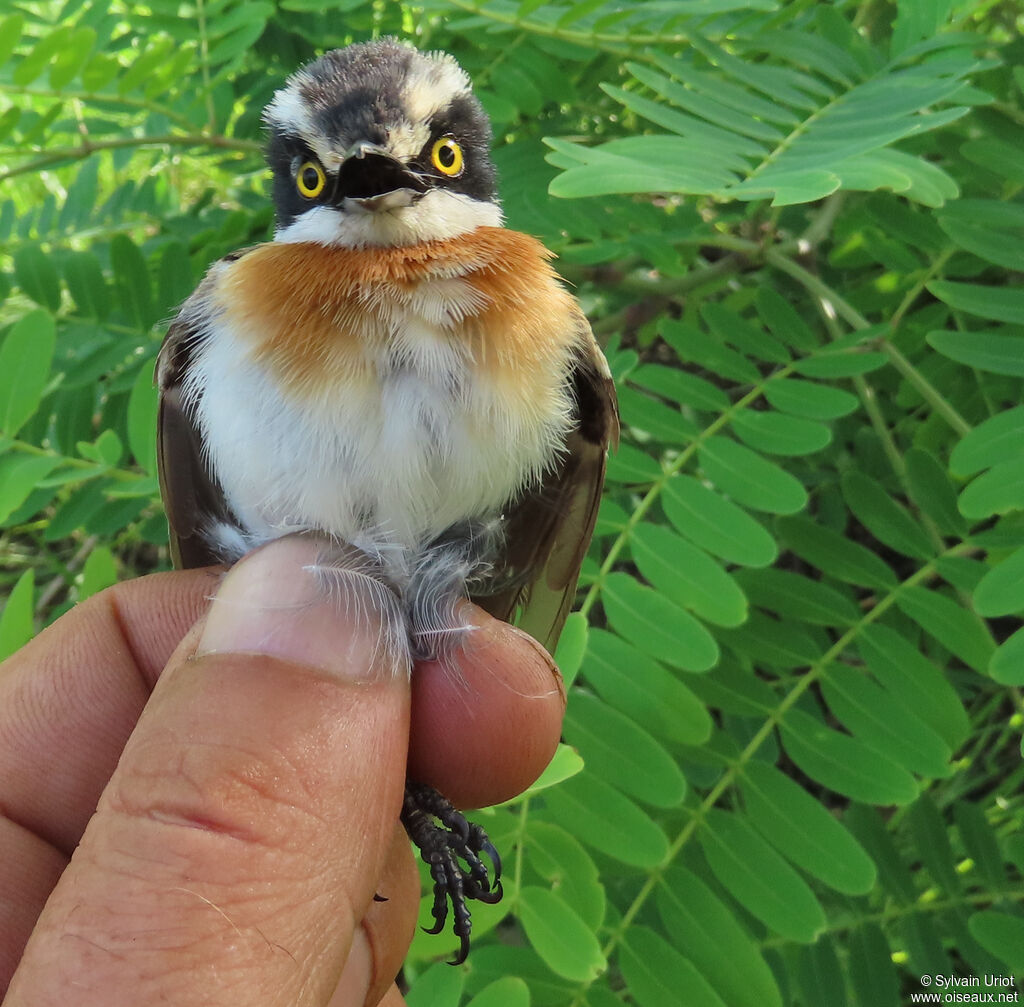 Senegal Batis female adult