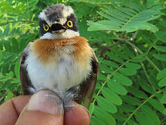 Senegal Batis