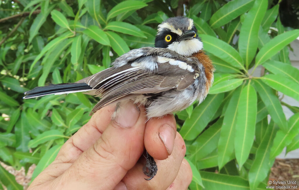 Senegal Batis female immature