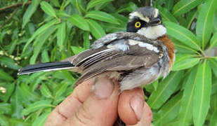 Senegal Batis